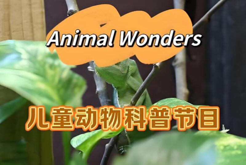 《动物奇观 Animal Wonders》：油管热门英文儿童动物科普节目-课程资源网